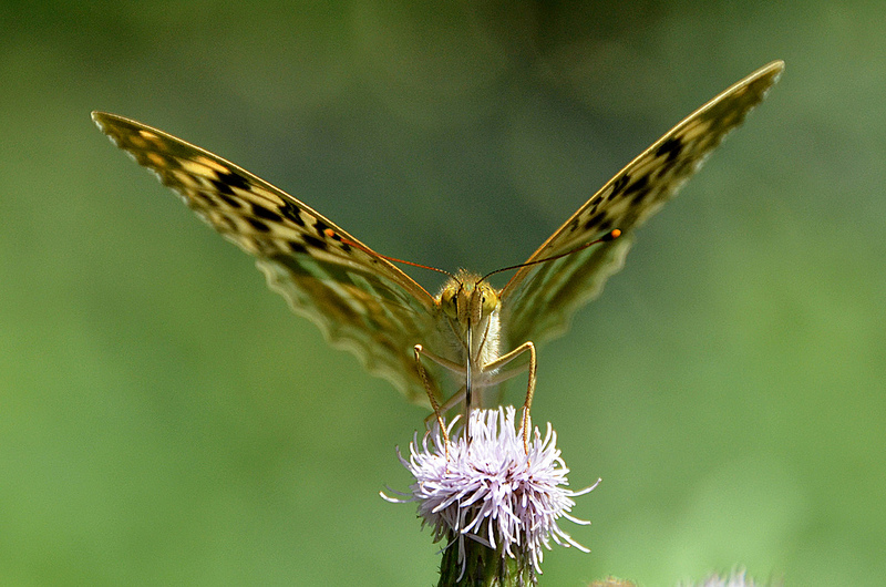 Argynnis paphia - femmina  