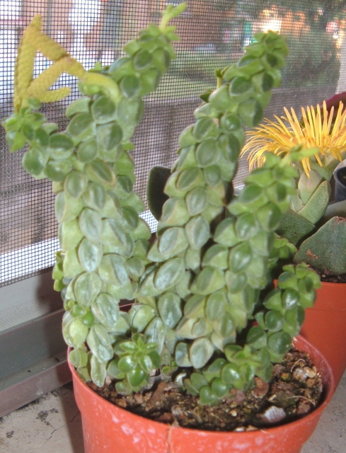 Peperomia columella 