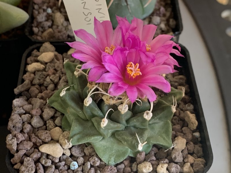 Turbinicarpus alonsoi 