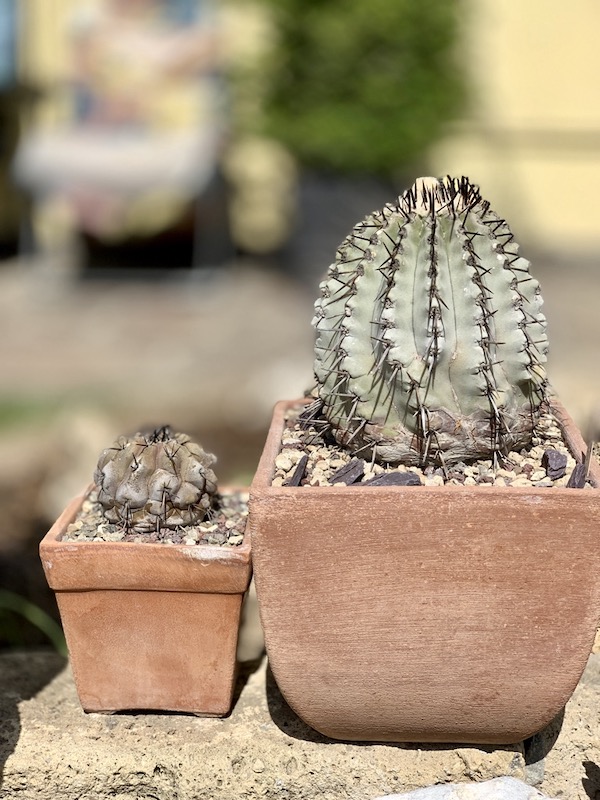 Copiapoa cinerea  