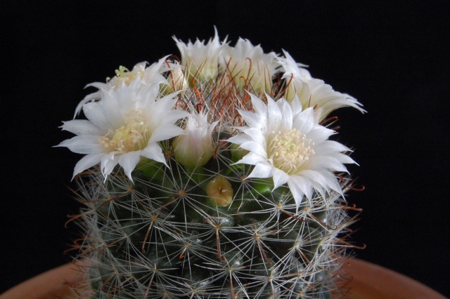 Mammillaria zeilmanniana 