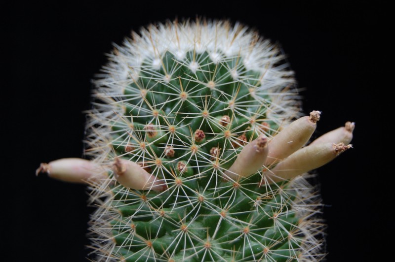 Mammillaria backebergiana REP 763