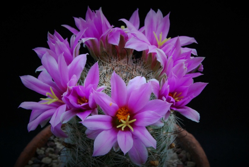 Mammillaria boolii LAU 775