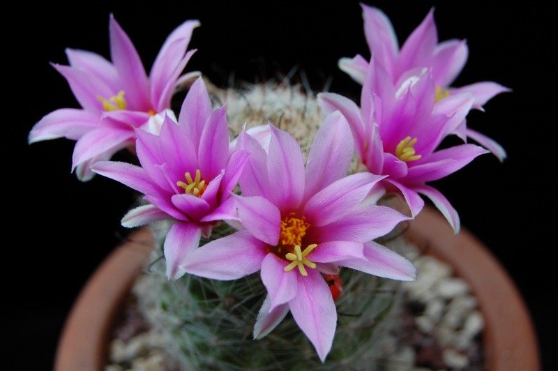 Mammillaria boolii 