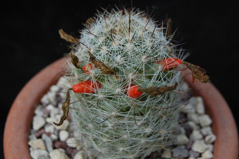 Mammillaria boolii 