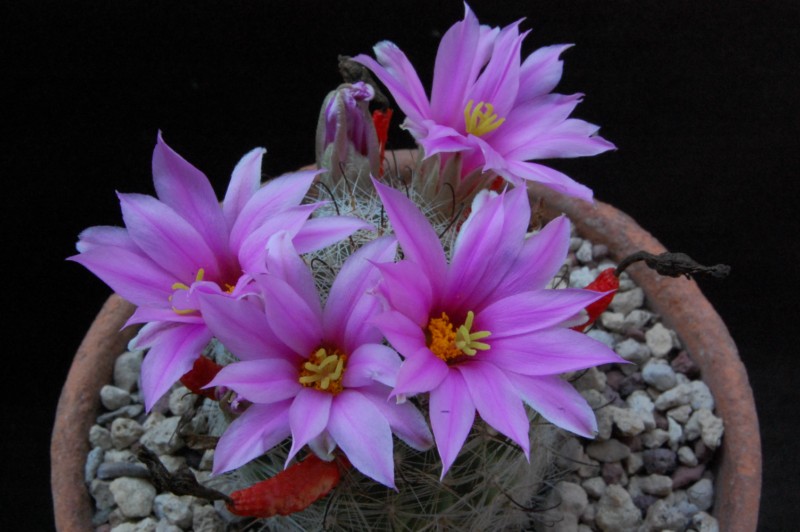 Mammillaria boolii 