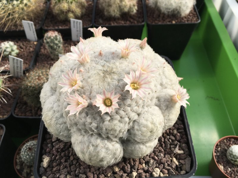 Mammillaria plumosa 