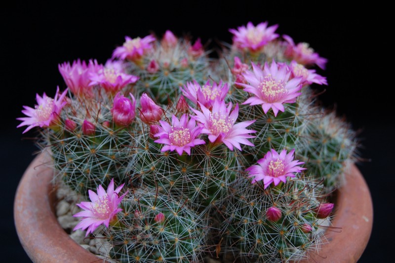 Mammillaria zeilmanniana 