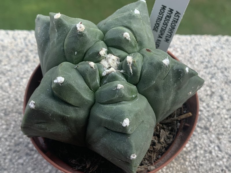 astrophytum myriostigma cv. kikko