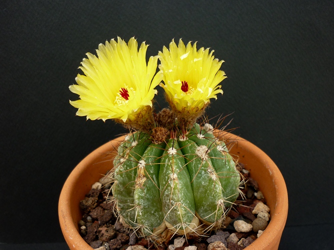 Parodia ottonis 