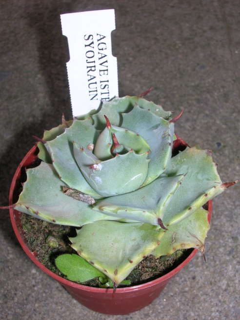 Agave isthmensis cv. shoji-raijin 