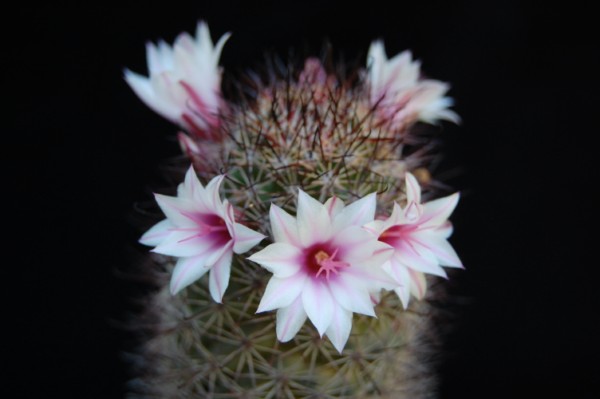 Mammillaria fraileana 