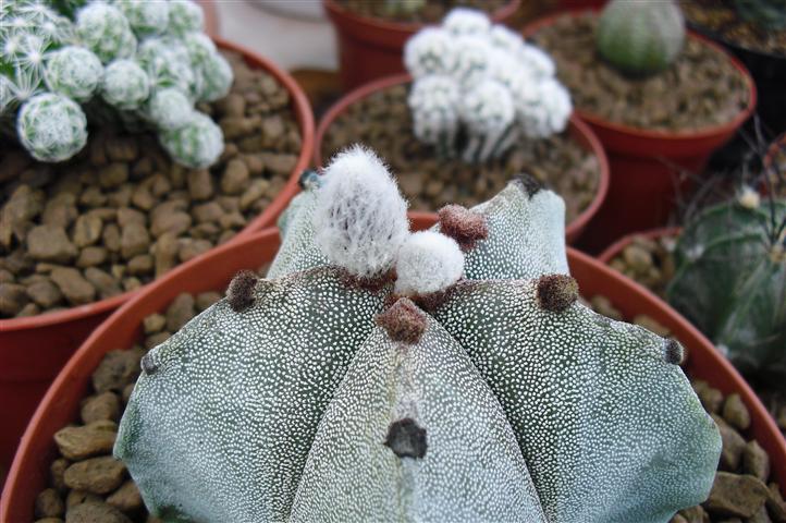 Astrophytum myriostigma 