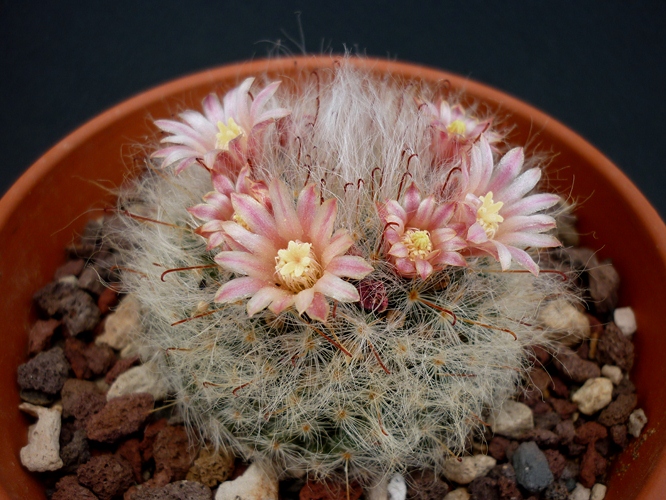 Mammillaria bocasana 