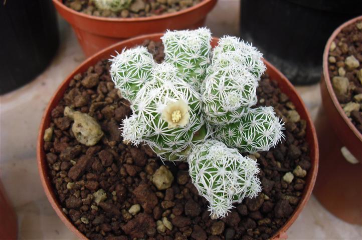 Mammillaria gracilis 