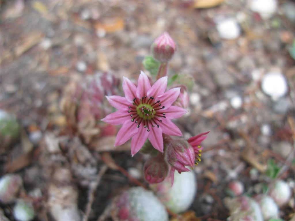 Sempervivum arachnoideum 