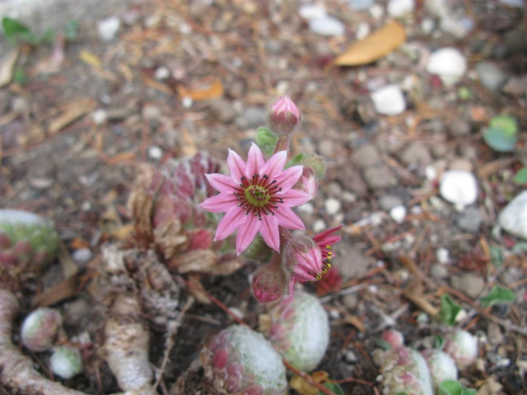 Sempervivum arachnoideum 