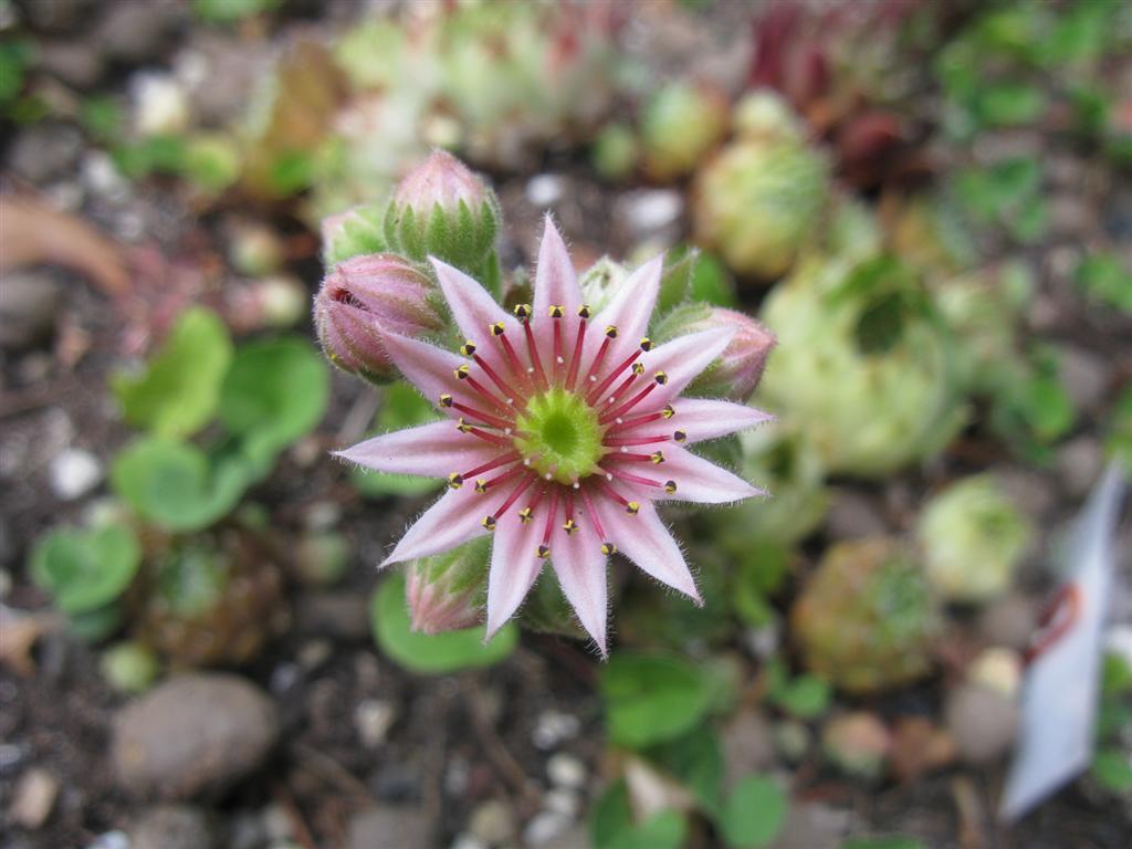 Sempervivum arachnoideum 