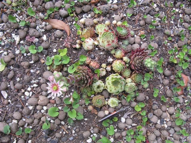 Sempervivum arachnoideum 