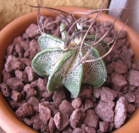 Astrophytum capricorne v. minor 