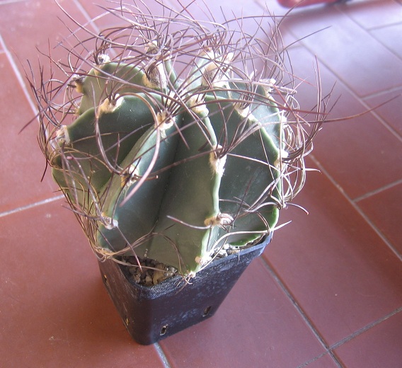 Astrophytum senile f. de herdt 