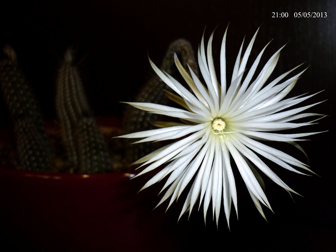Setiechinopsis mirabilis 
