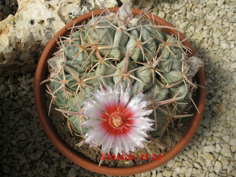 Echinocactus texensis 