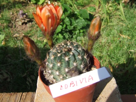 Lobivia ? 