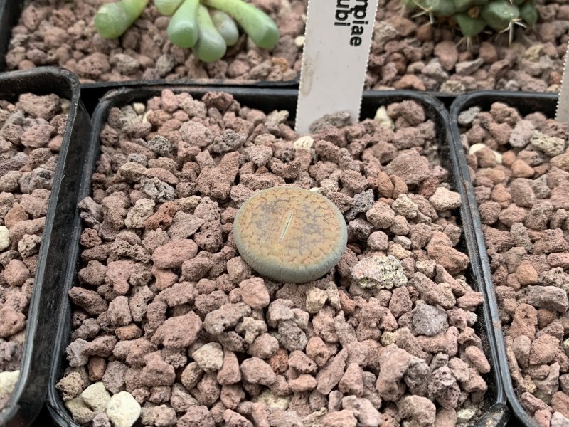 lithops aucampiae cv. rudesheim rubi