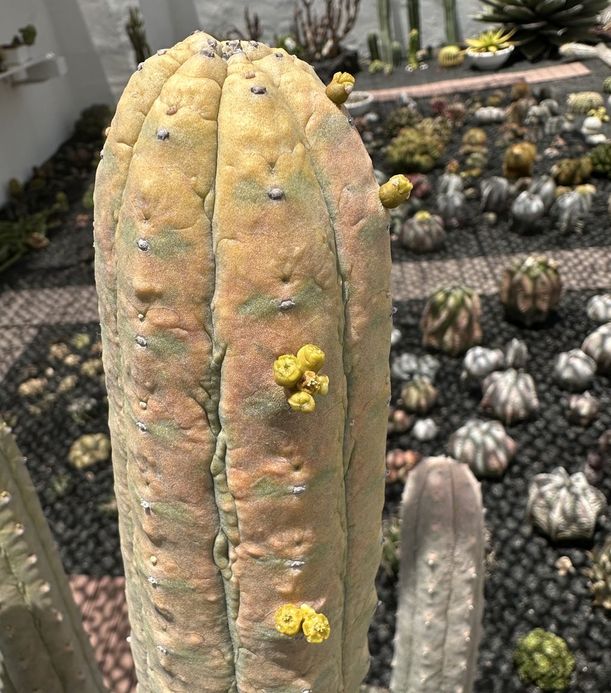 Euphorbia abdelkuri 