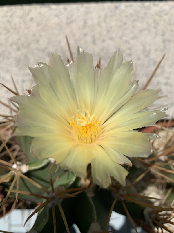 Astrophytum ornatum 