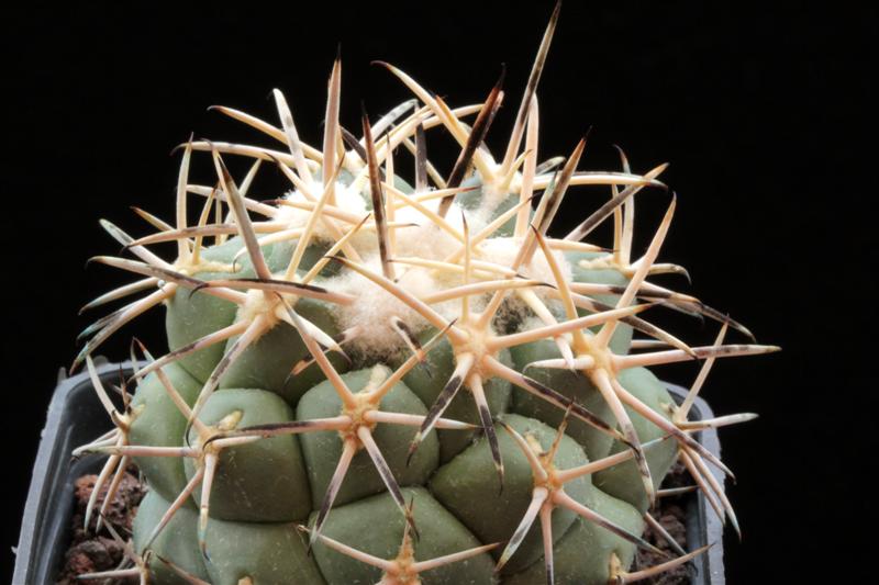 Coryphantha poselgeriana v. valida VM 561