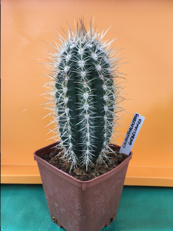 coleocephalocereus goebelianus