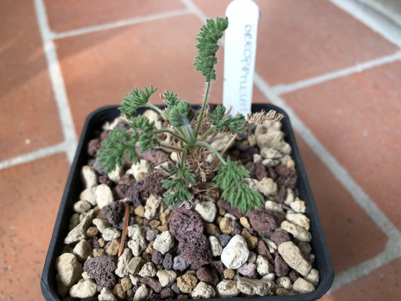 Pelargonium oreophilum 