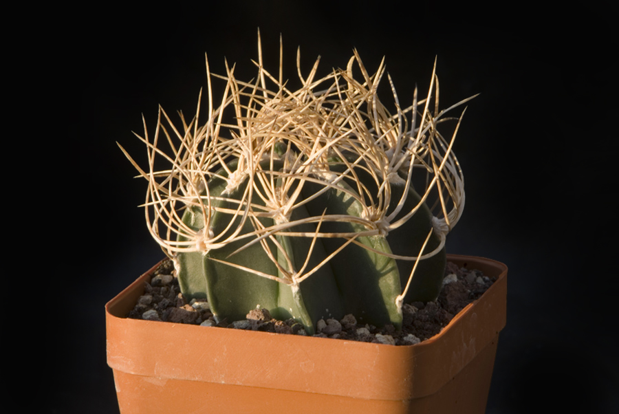 Astrophytum capricorne v. aureum 