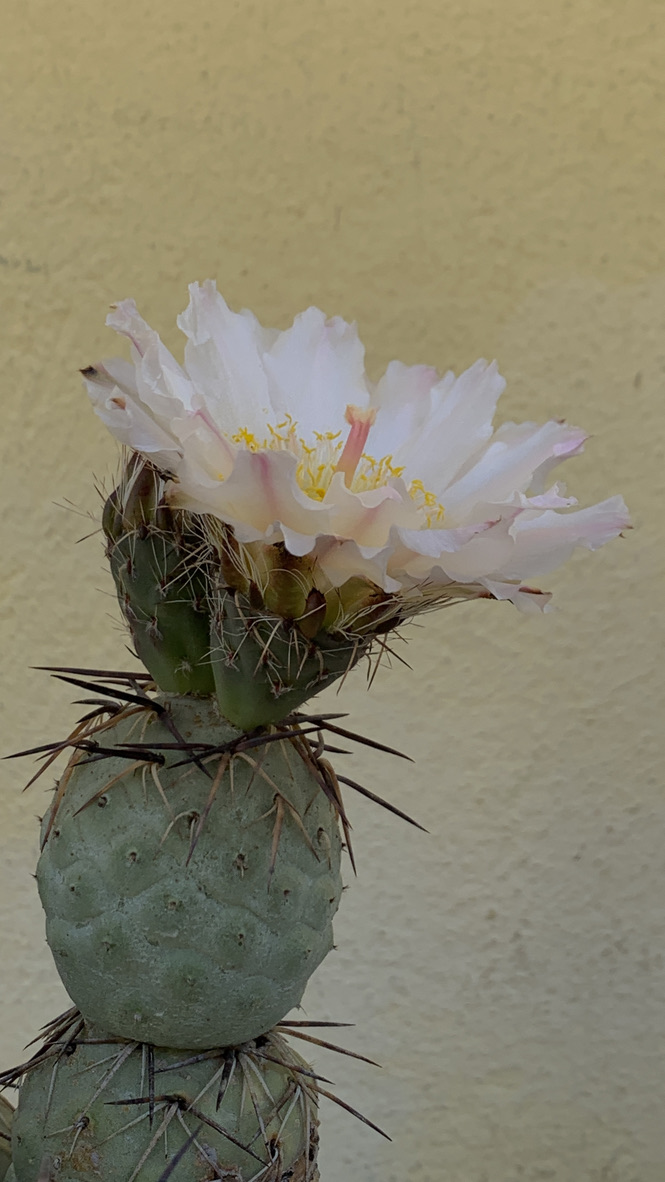 Tephrocactus geometricus  