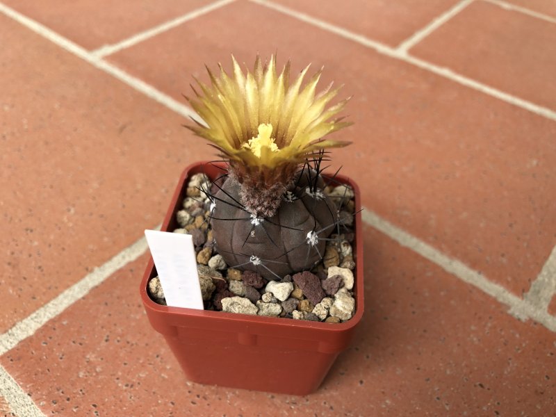 pyrrhocactus vertongenii