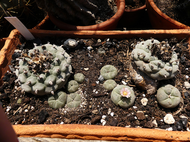 Lophophora williamsii 