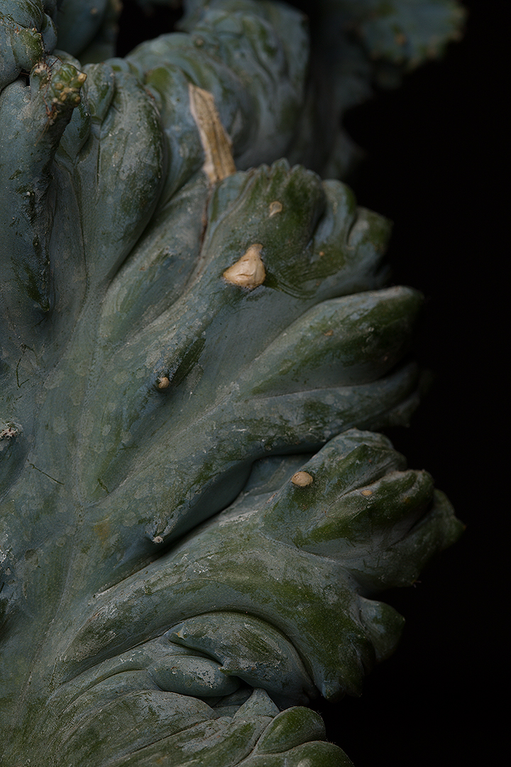 Myrtillocactus geometrizans f. cristatus 