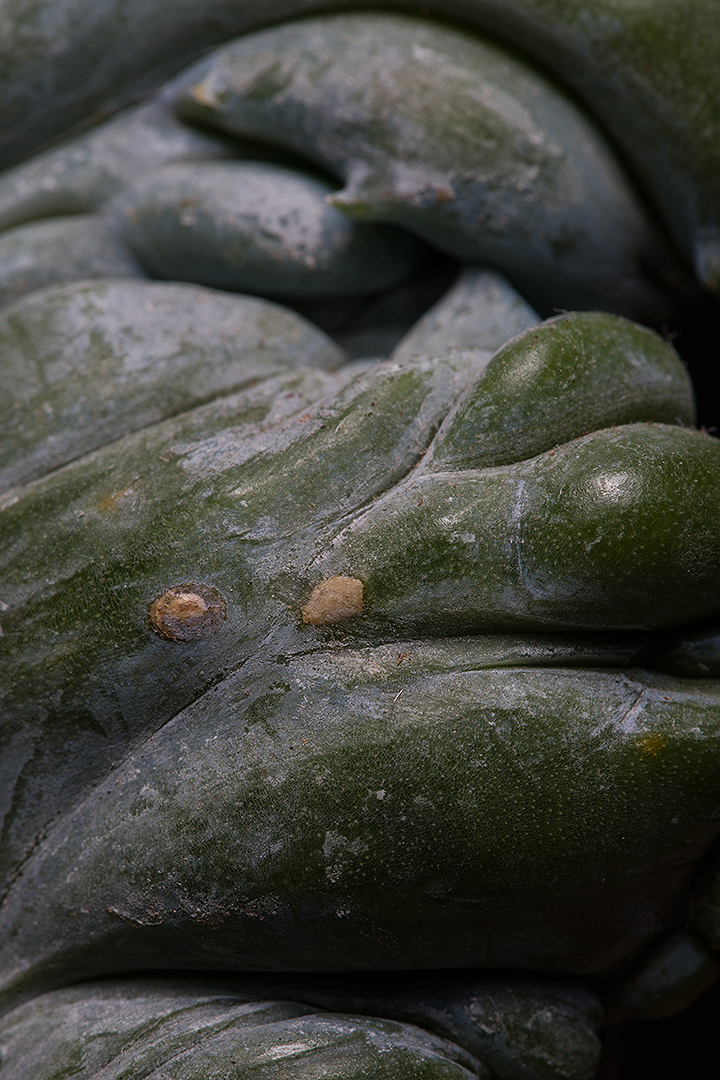 Myrtillocactus geometrizans f. cristatus 
