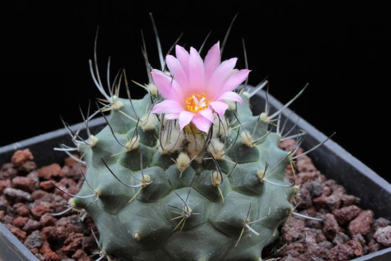 Turbinicarpus viereckii 