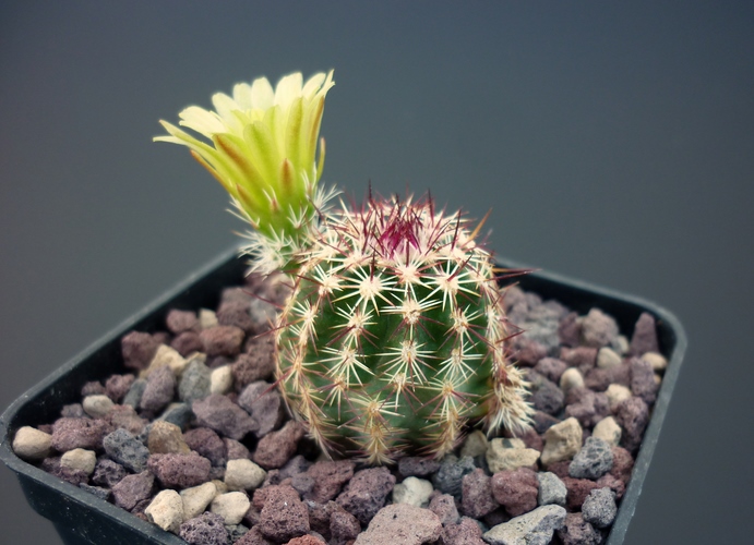 Echinocereus viridiflorus 