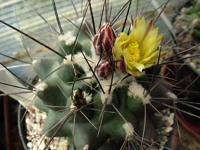 Thelocactus Panarottoanus PAN 177 B