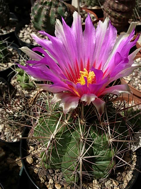 thelocactus bicolor SB 563