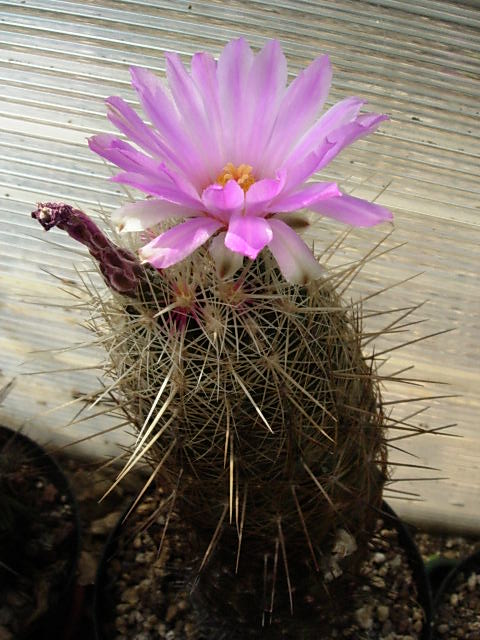 Thelocactus bicolor ssp. bolaensis 