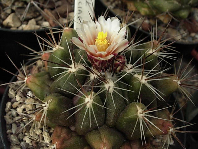 Thelocactus garciae 