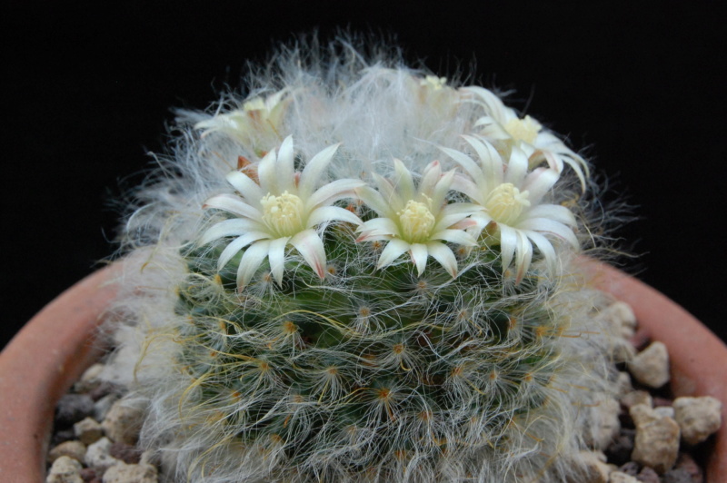 Mammillaria bocasana ROG s.n.