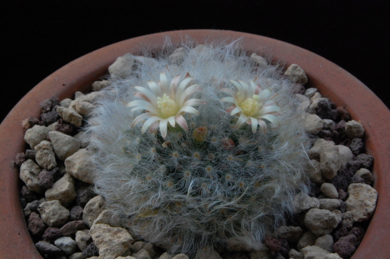 Mammillaria bocasana ROG s.n.