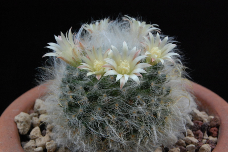 Mammillaria bocasana ROG s.n.