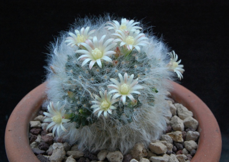 Mammillaria bocasana ROG s.n.